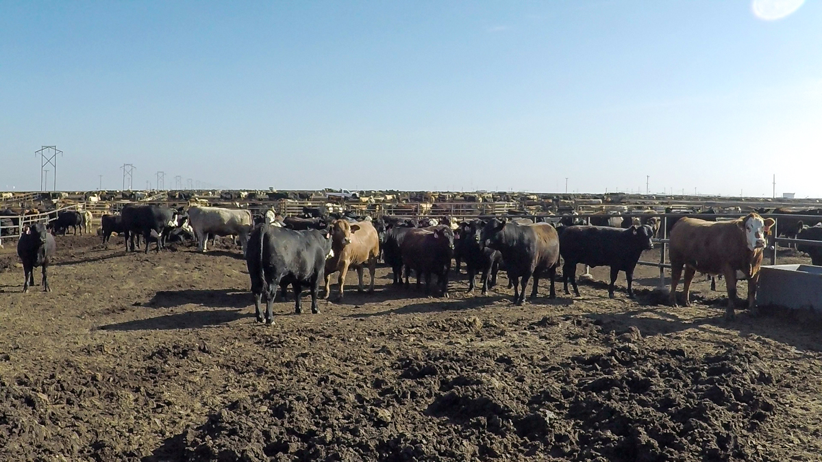 Revisited Inside the gates of a 50,000 head feedlot in Texas The