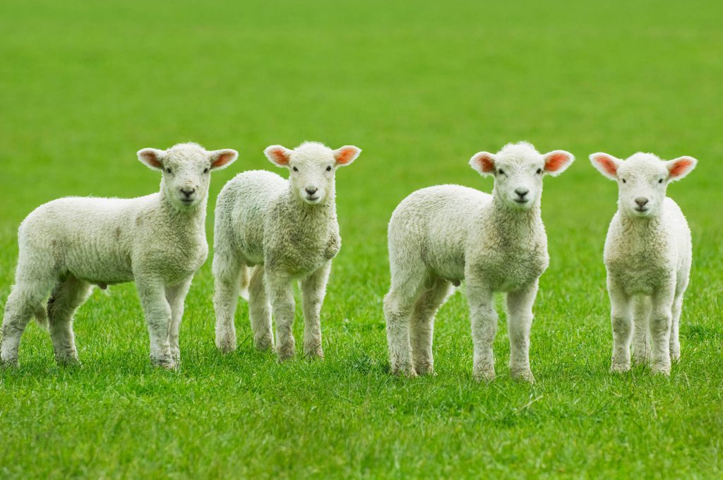 Consumers urged to buy Welsh lamb to support family farms Agriland.co.uk