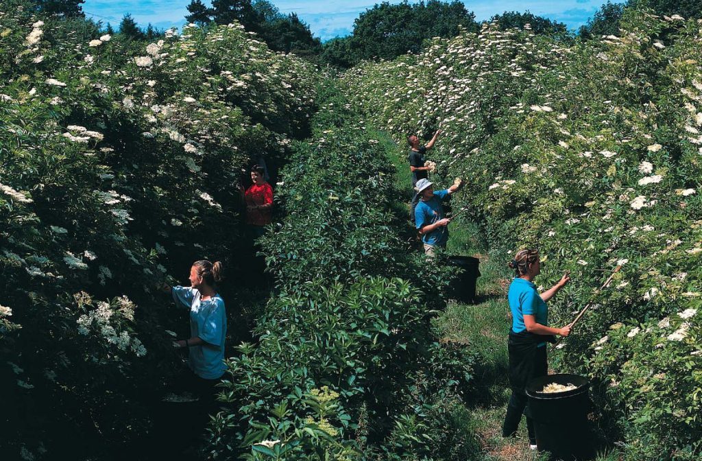 Leicestershire firm completes elderflower harvest in just 2 weeks