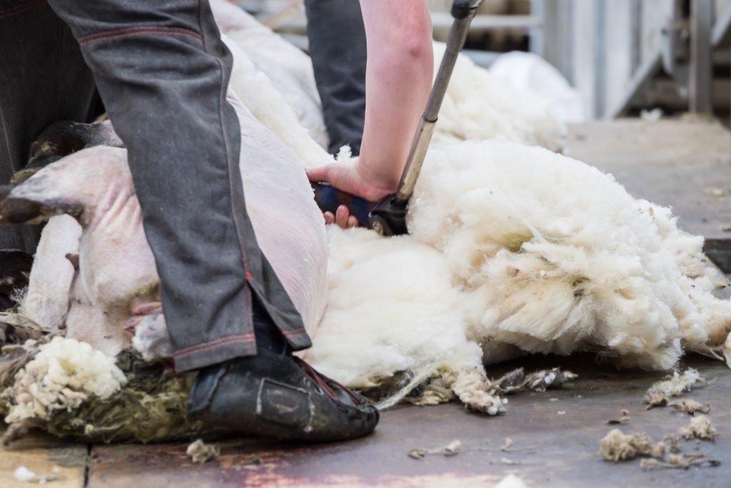 Shear brilliance of UK shearers during Covid19 Agriland.co.uk