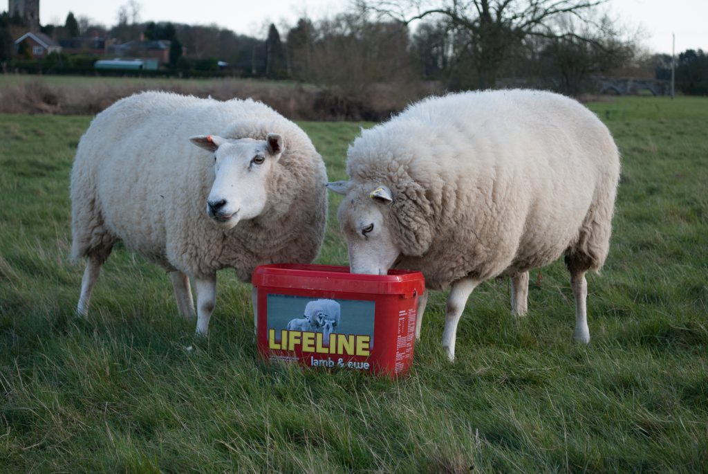 Managing ewe nutrition during lambing is essential to flock performance