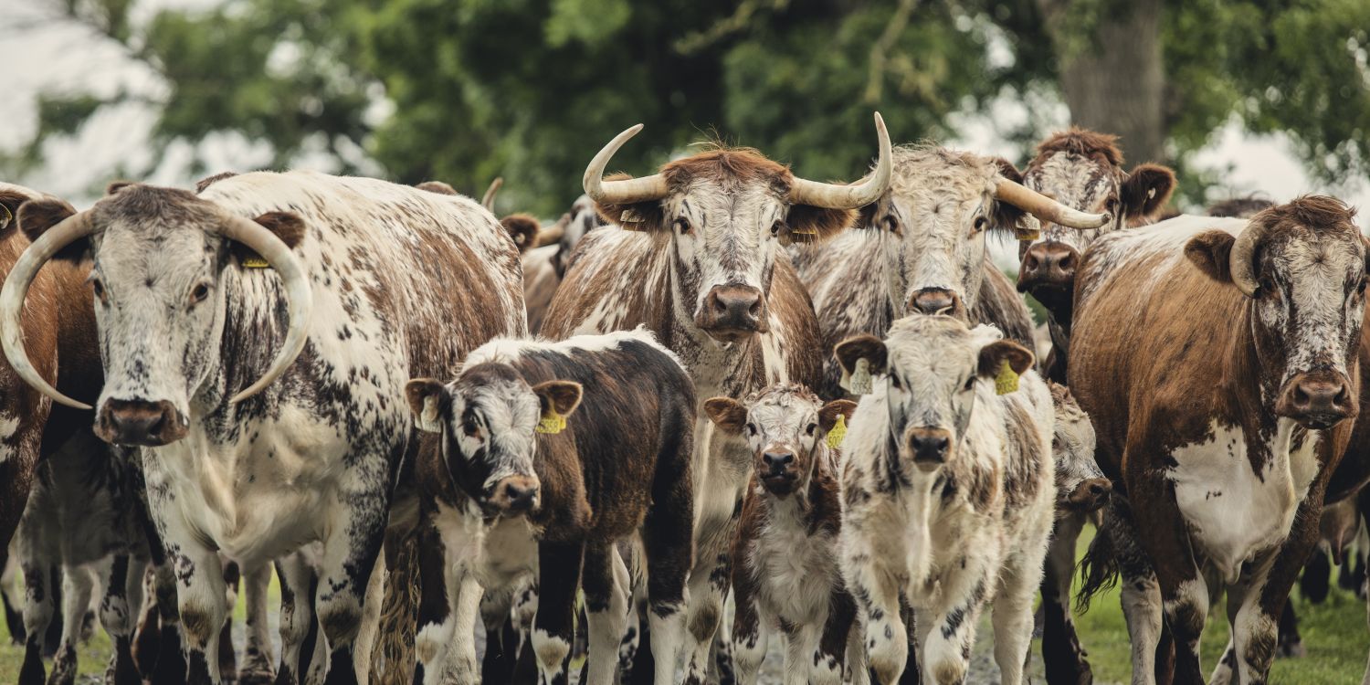 Regenerative Longhorn cattle