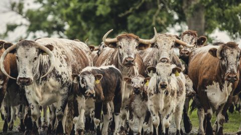 Regenerative Longhorn cattle