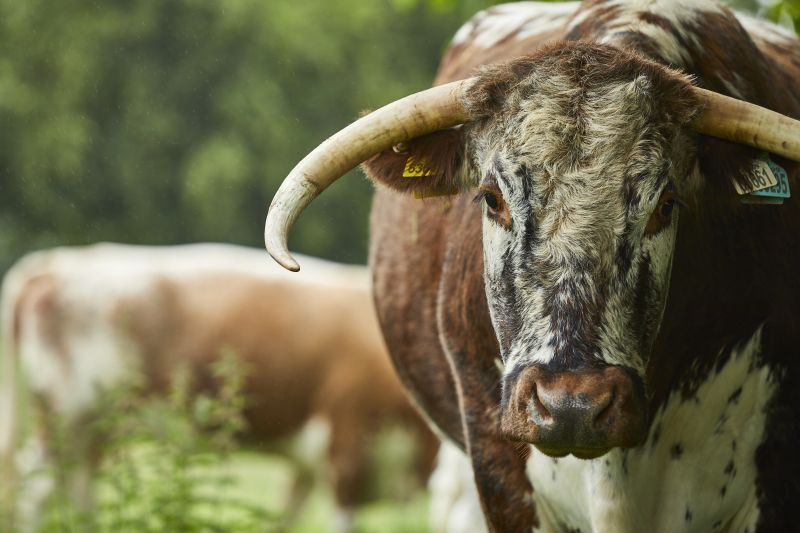 Longhorn
