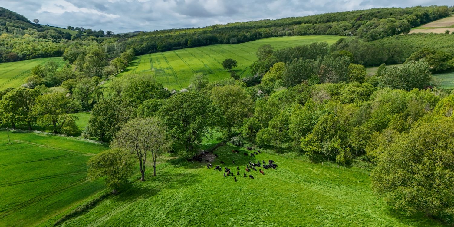 DJI 20250118164248 0334 D