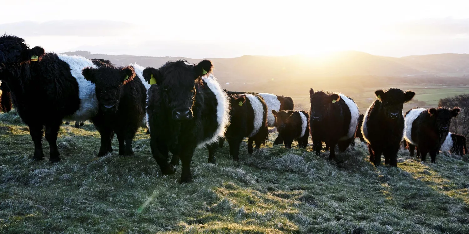 Buitelaars lake district belted galloways