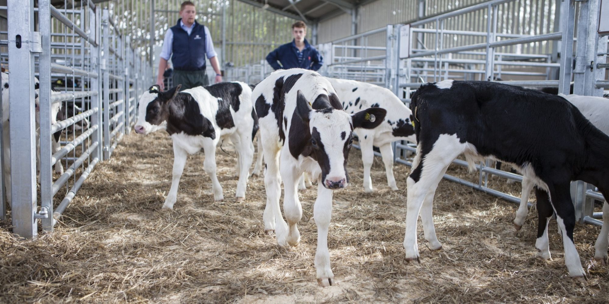 Rearing Calves for Sale The Calf Club Buitelaar