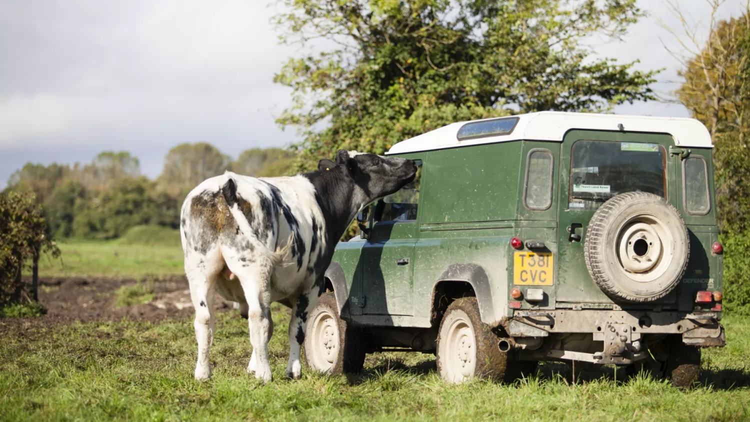 Cow land rover