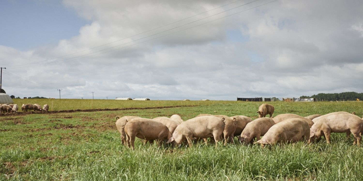 Ag UK Pig Supply Chain