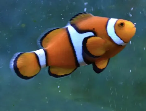 Aquarium attraction inner image card