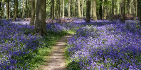 Spring wanders: seeking bluebells in and around Windermere