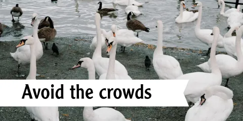 Avoid the crowds