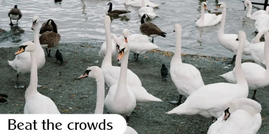 Beat the crowds news banner optimised