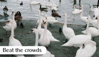 A flock of swans at Bowness Beach