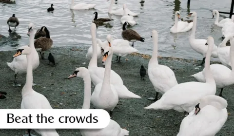 Beat the crowds news banner optimised