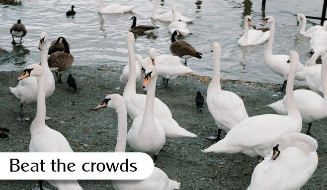 A flock of swans at Bowness Beach