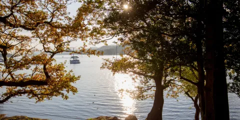 Golden leaves framing the scenery