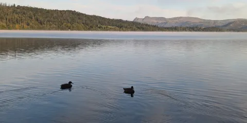Two little ducks in the autumn sun