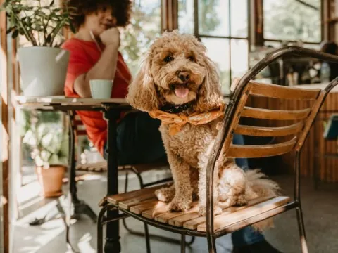 Dog-friendly cafés and pubs