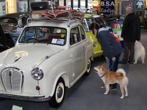 Dog-friendly attractions