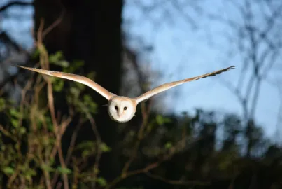 Owl displays at Leighton Hall