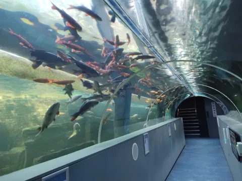 Discover the underwater world at the Lakes Aquarium