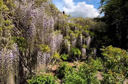 A dense, vibrant display of pale purple wisteria flowers hanging in long clusters from a stone wall. The climbing vines are intertwined with green leaves, and the garden floor below is filled with lush shrubs under a bright, slightly cloudy sky.