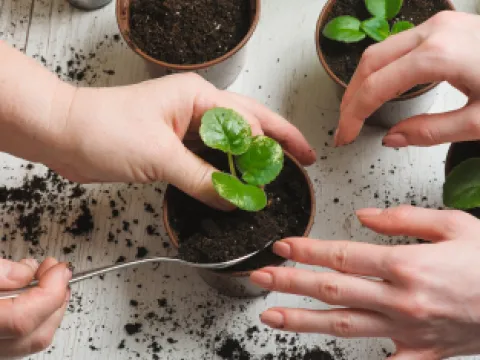 Plant a veggie to take home and grow @ World of Beatrix Potter 