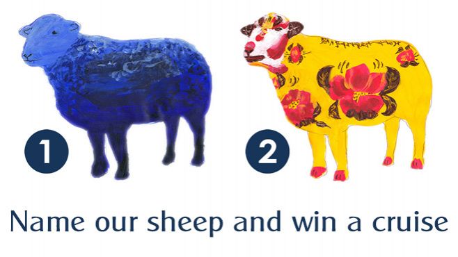 Name our Herdwicks!