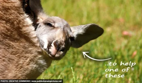 Kangaroo news web polo 03 optimised