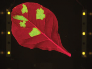 image from BIOCENTER Hungary-4