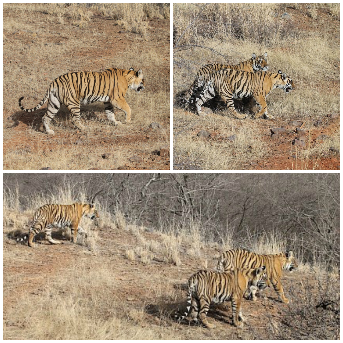 Tiger Safari Ranthambore National Park, India