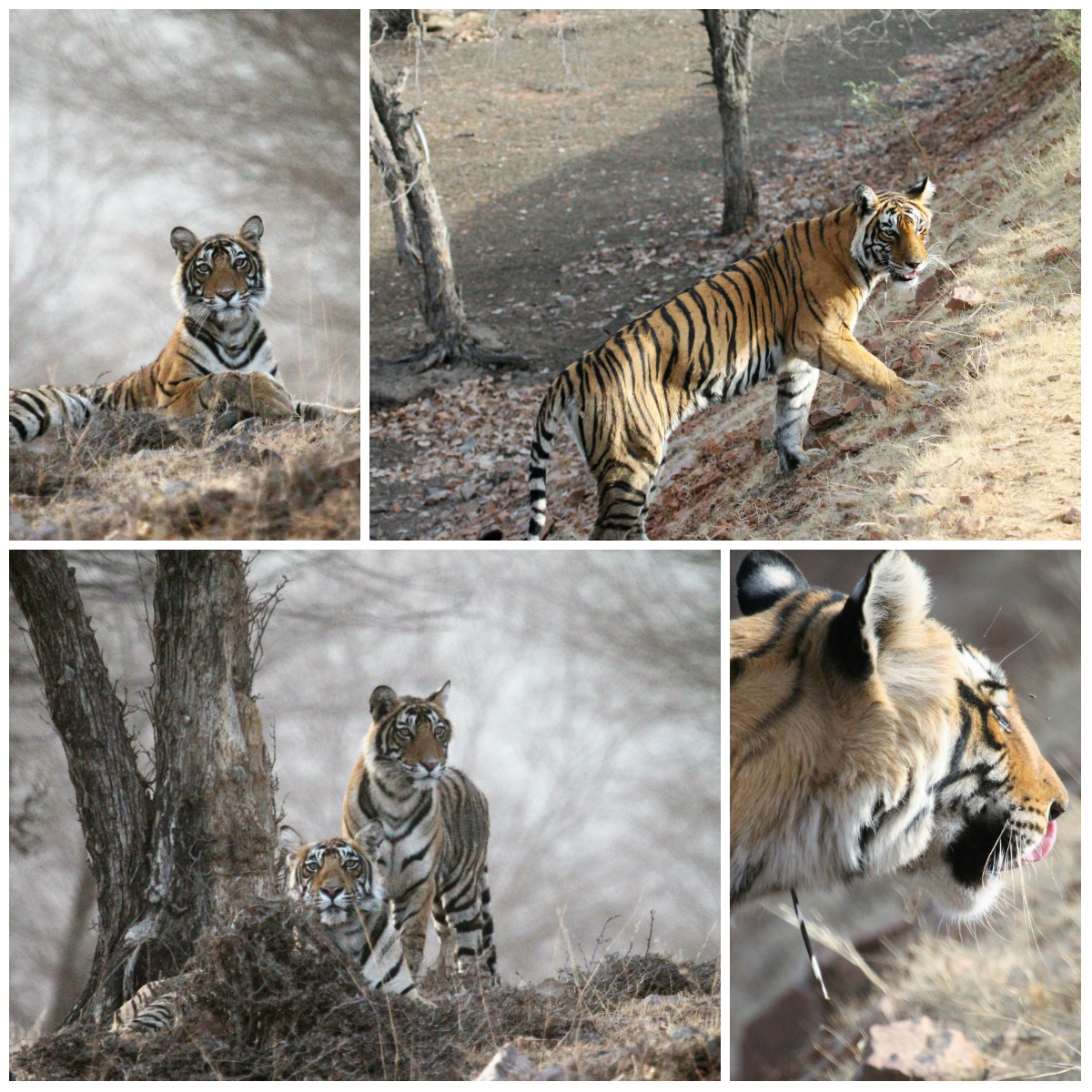 Tiger Safari Ranthambore National Park, India