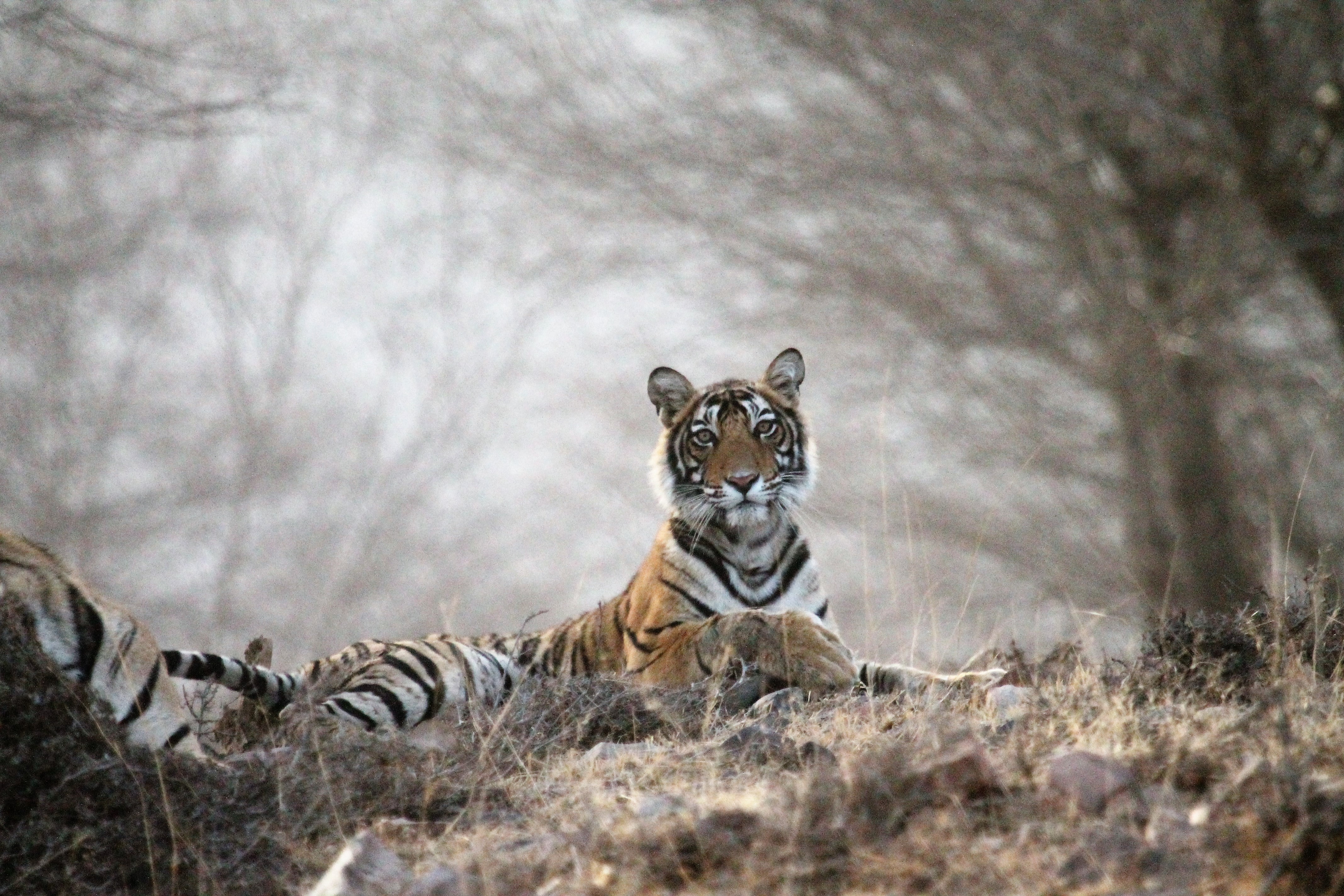 Tiger Safari Ranthambore National Park, Rajasthan, India