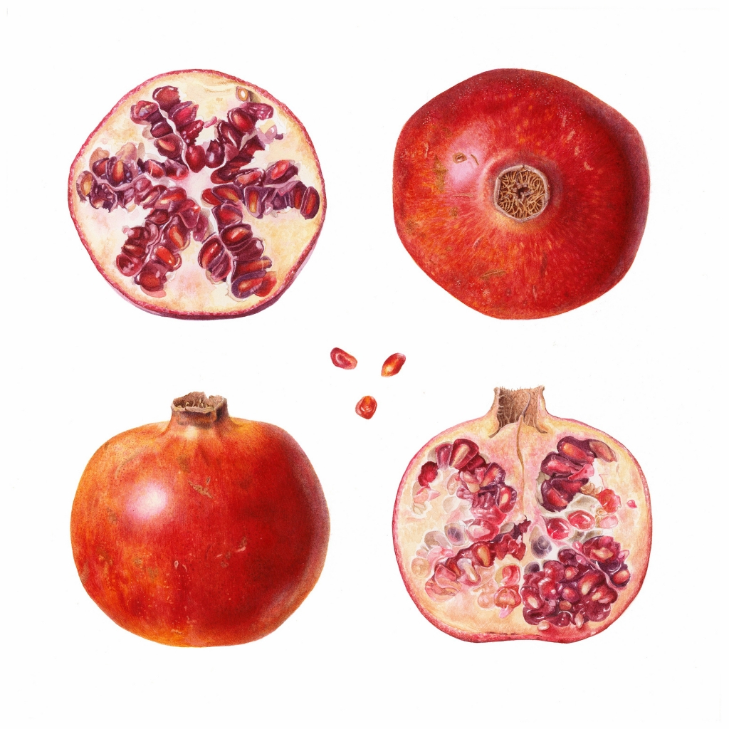 Botanical illustration of a quartered pomegranate in watercolour