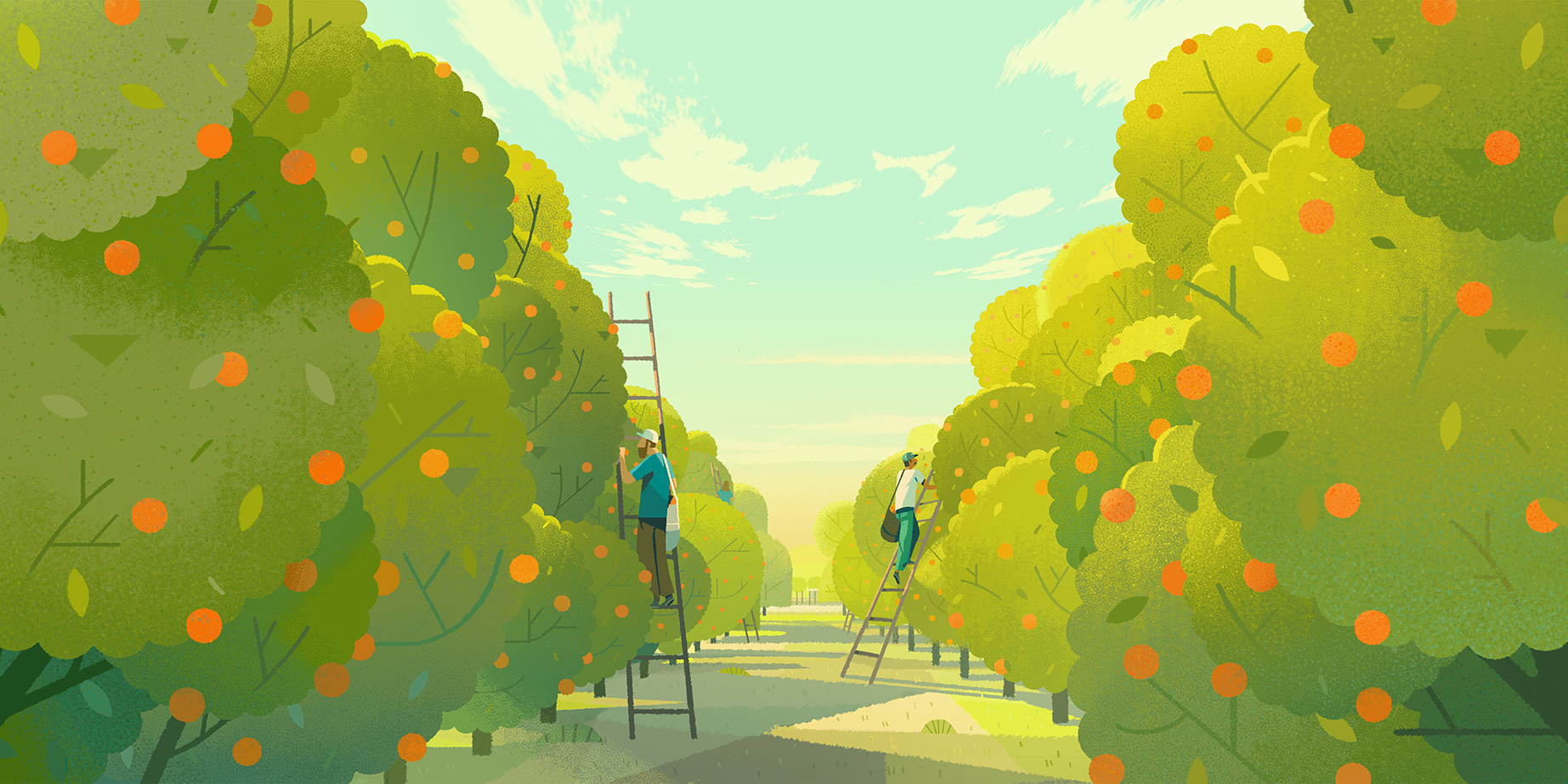 Orange Trees