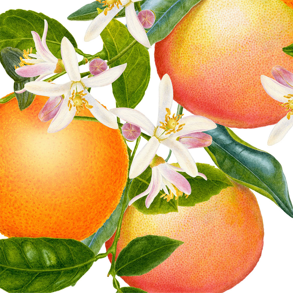 Carolyn-Jenkins-Darphin-Oranges 1