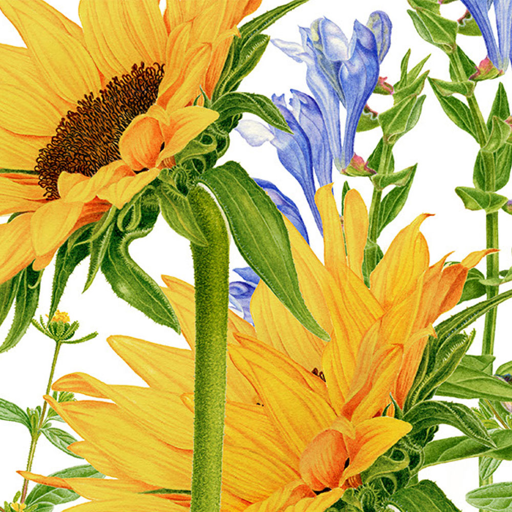 Carolyn-Jenkins-Darphin-Sunflowers