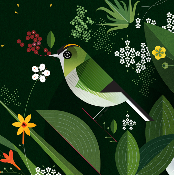 Goldcrest 3