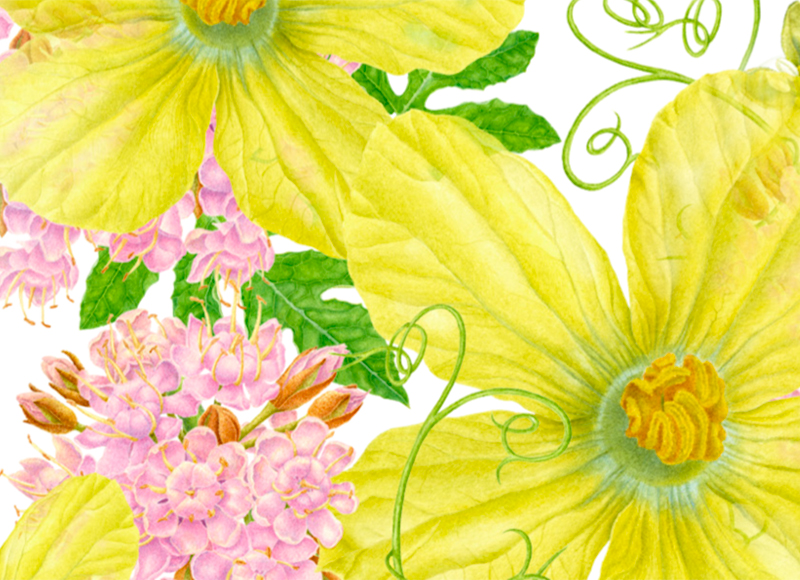 Watermelon Flower 1