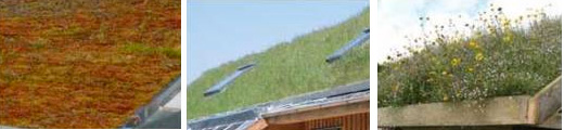 Different green roofs