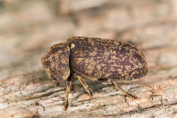 A Death-Watch Beetle