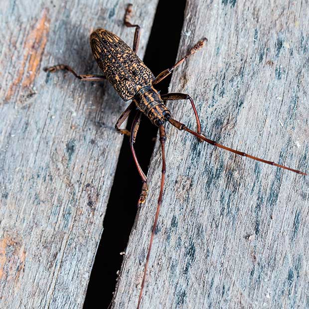 A Longhorn Beetle