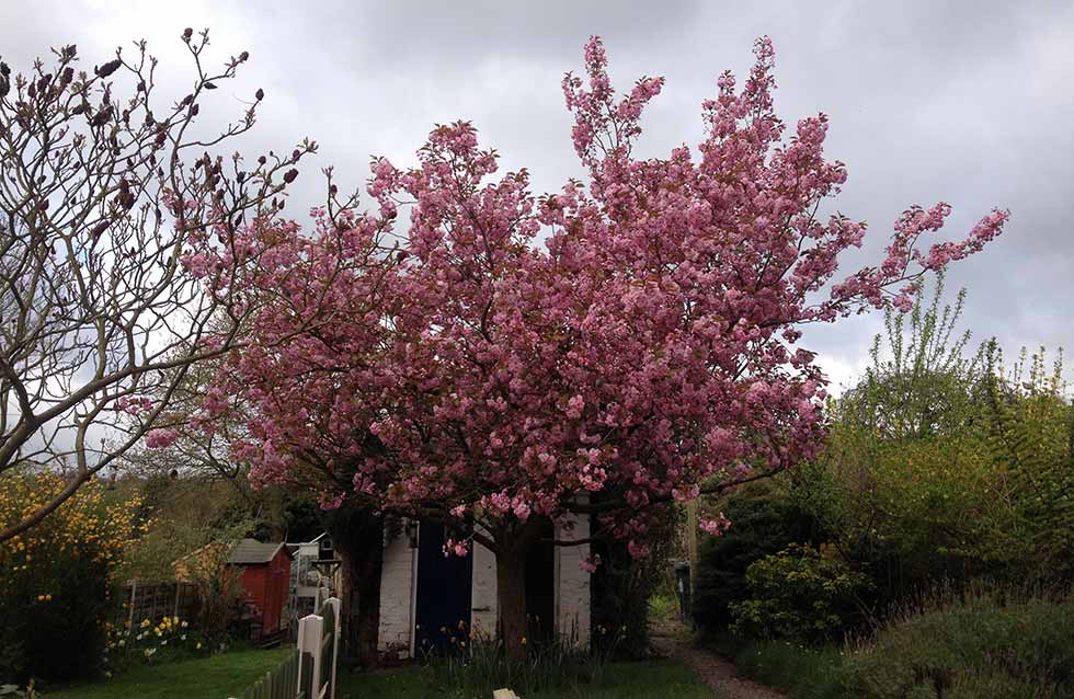 cherry tree in Lindsey's garden in full bloom against cloudy sky
