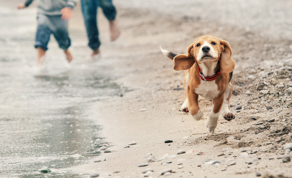 sykes cottages dog friendly