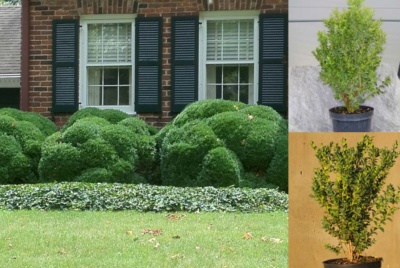 Box Hedging hedge xpress