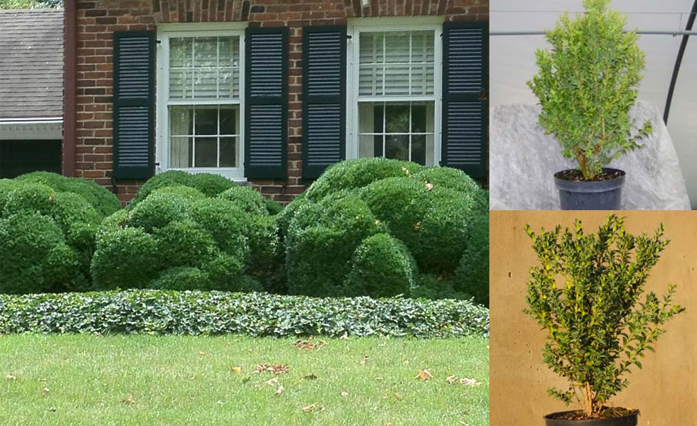 Box Hedging hedge xpress
