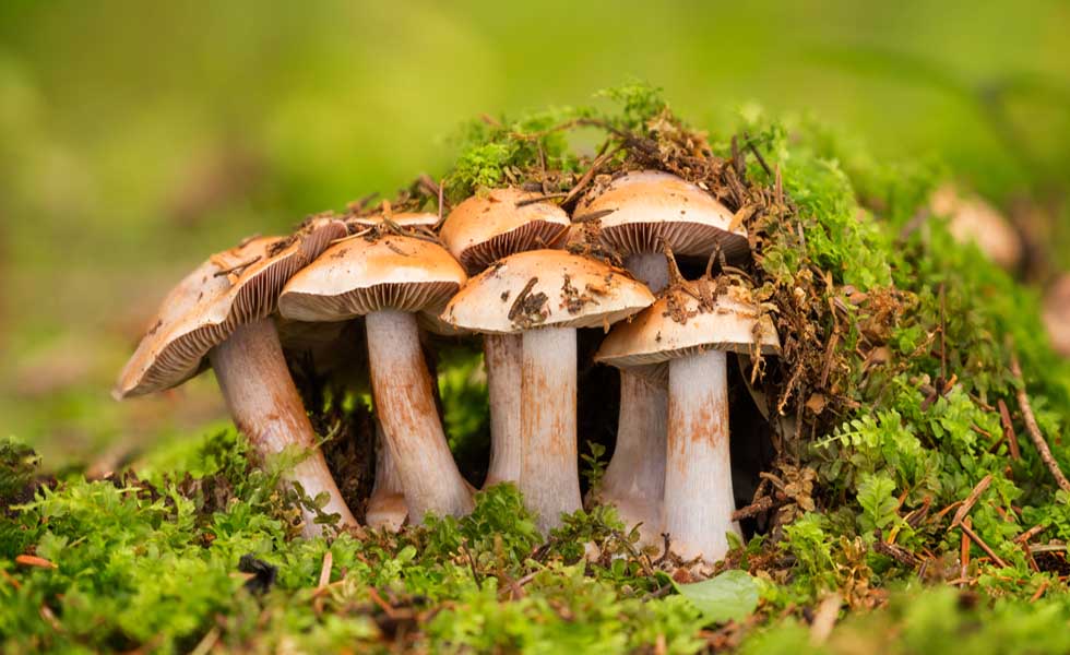 Fungi smart home