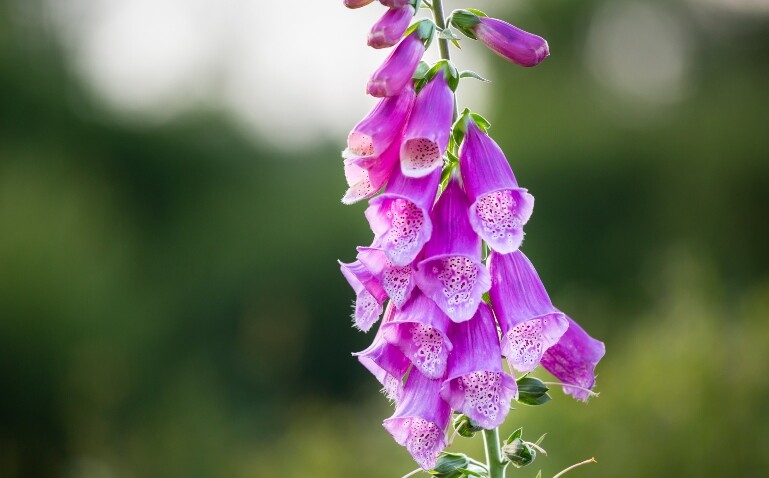 Digitoxin shows promise in advanced heart failure and reduced ejection fraction