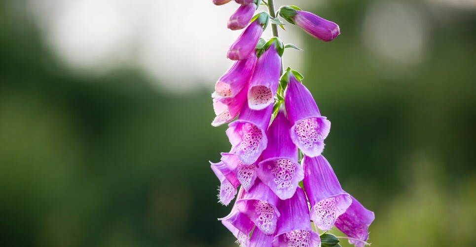 A close up of a pink digitalis purpurea plant with a blurred green foliage background to illustrate digitoxin showing promise in advanced heart failure with reduced ejection fraction